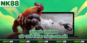 Cách Nuôi Gà Đá NK88 Giúp Chiến Kê Tăng Thể Lực Sung Mãn