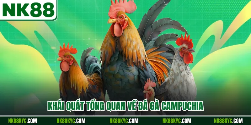 Khái quát tổng quan về đá gà campuchia