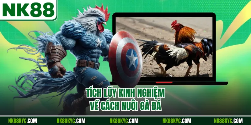 Tích lũy kinh nghiệm về cách nuôi gà đá