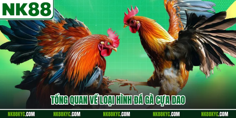 Tổng quan về loại hình đá gà cựa dao